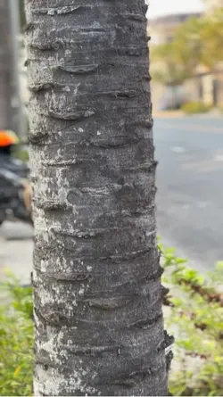 Mẫu 1video ngược