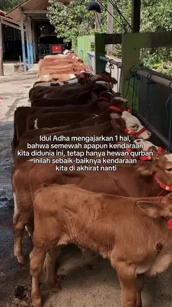 qurban