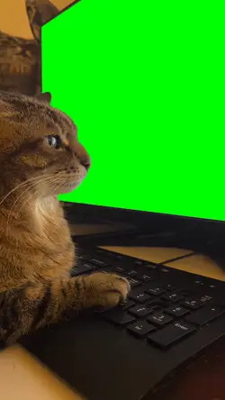 Cat Using Computer