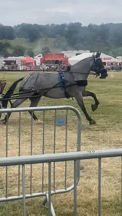 beautiful horse 🐴 