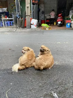 Đi Hồng Kông hông?