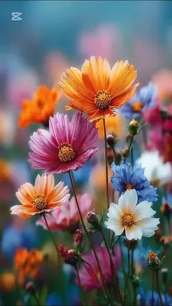 🛵SUGIちゃんネル🛵