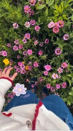 Bagai embun pagihari