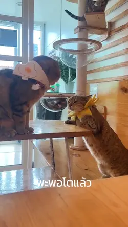 คิดแต่เรื่องหยุมหัว