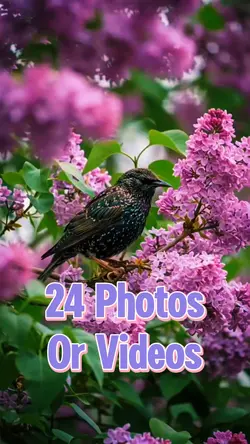 24 Video Slides