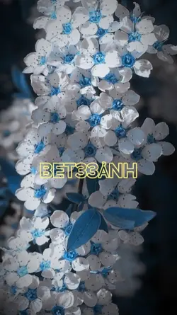 MẪU 33 ẢNH 