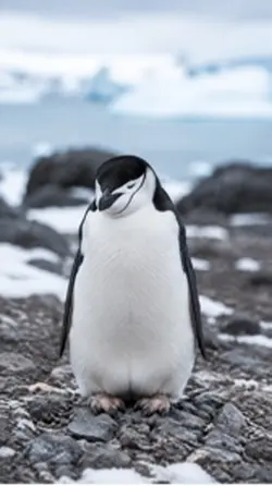 ペンギン