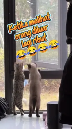 Kucing lucu