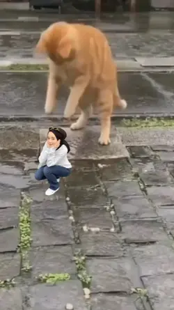 kucing lucu