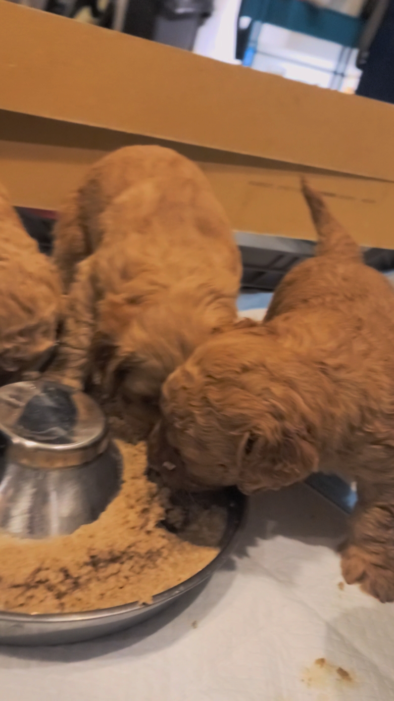 Actualización de cachorro