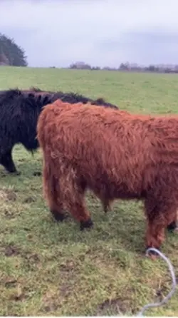 HIGHLAND COW 🐮-J