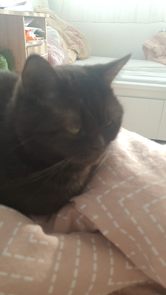 my beautiful cat<3