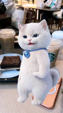 Stiker Kucing Viral