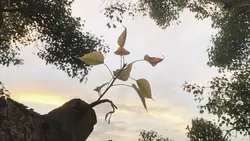 iPhone cinematograph