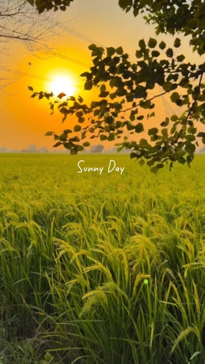 Mini Vlog Sunny Day