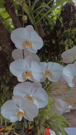 Template [Balinese2]