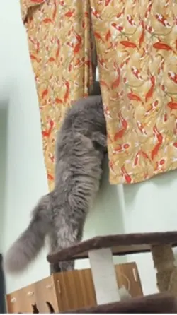 แมวมอง ส่องเพื่อนบ้าน