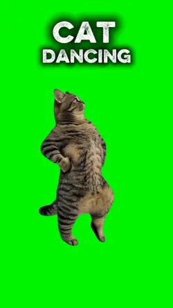 Fairytale Cat