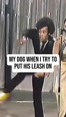 Dog vs leash