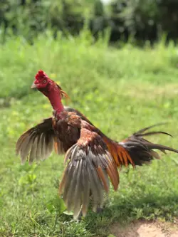 1รูปไก่ชน