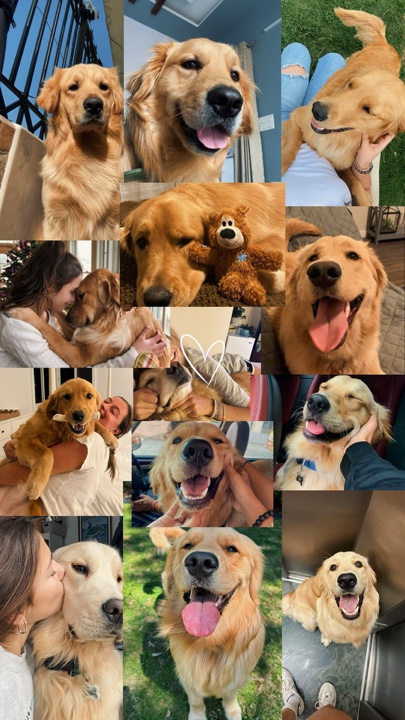 My pets 