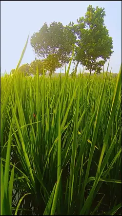 adem