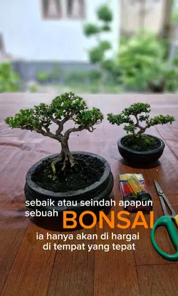 Bonsai