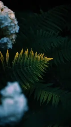 BiSaraha-Abeer Nehme