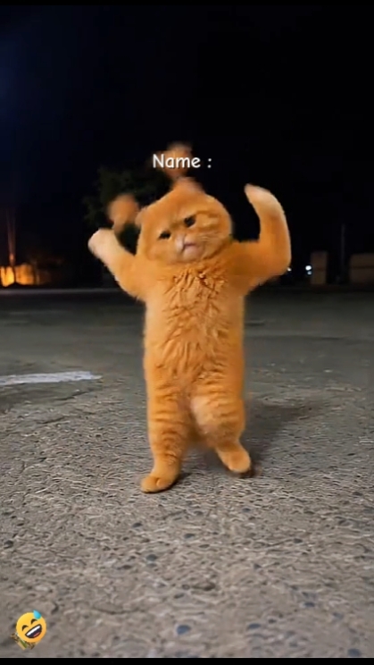 Gato engraçado