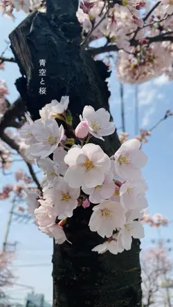 April in Japan🌸