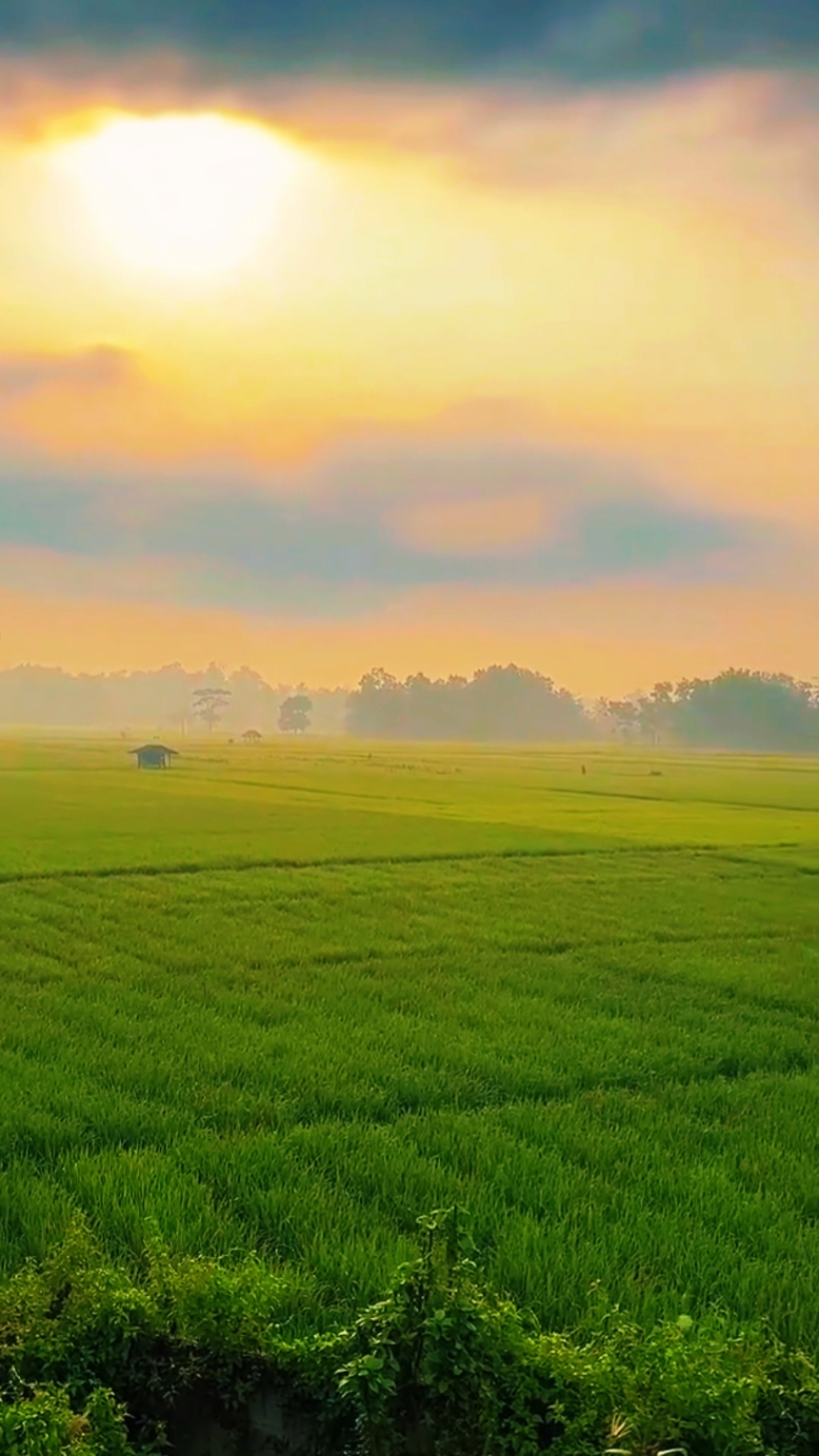 Suasana Persawahan