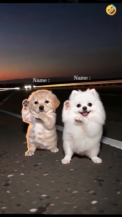 Dance Trend