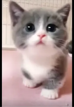 Kedi fancam veriyorm