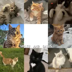 gatos