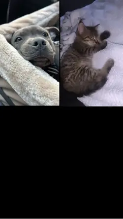 Cœur jaune trend 💛