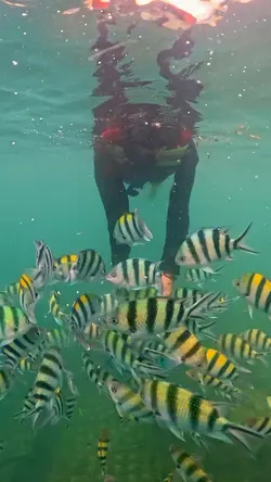 Vlog Snorkeling