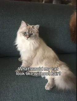 Cat Without Hair AI