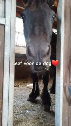 Leef voor de dag