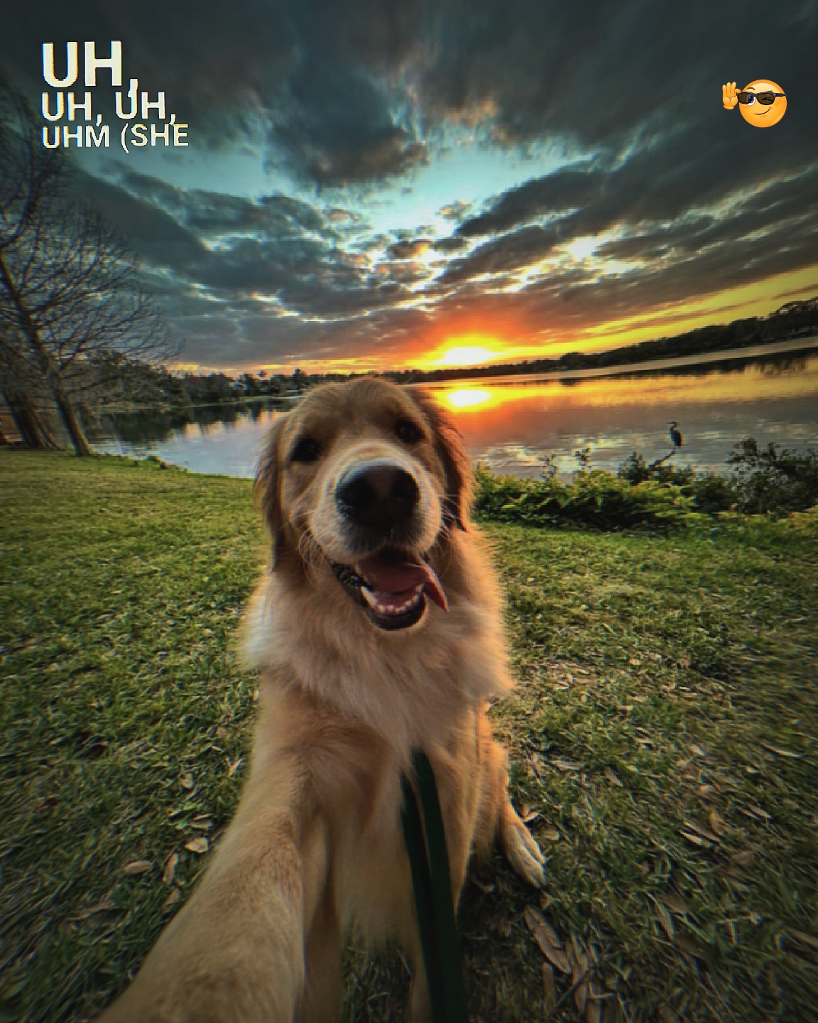 Perro estético 