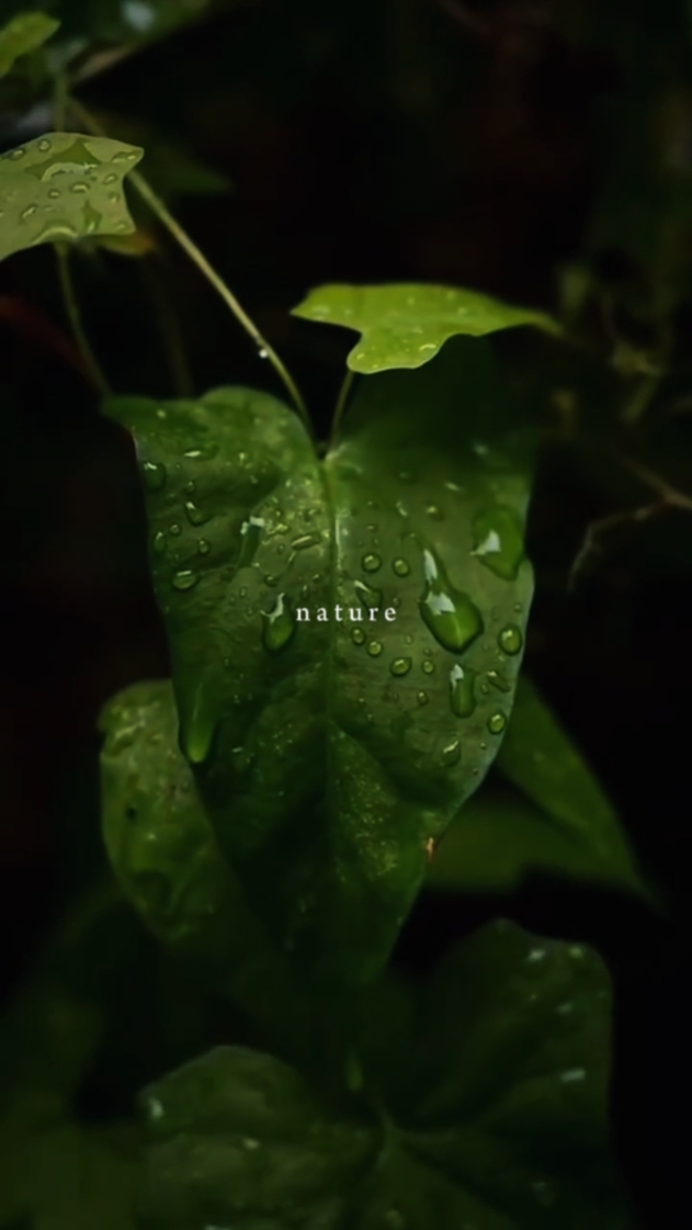 Nature