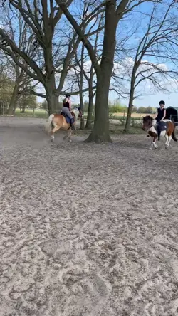 Springen