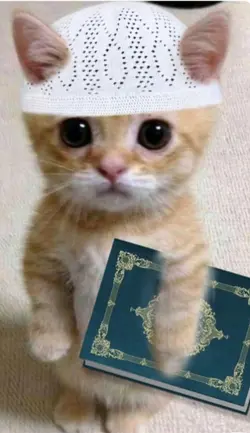 imanlı kedi