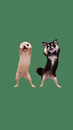 dancing dogs