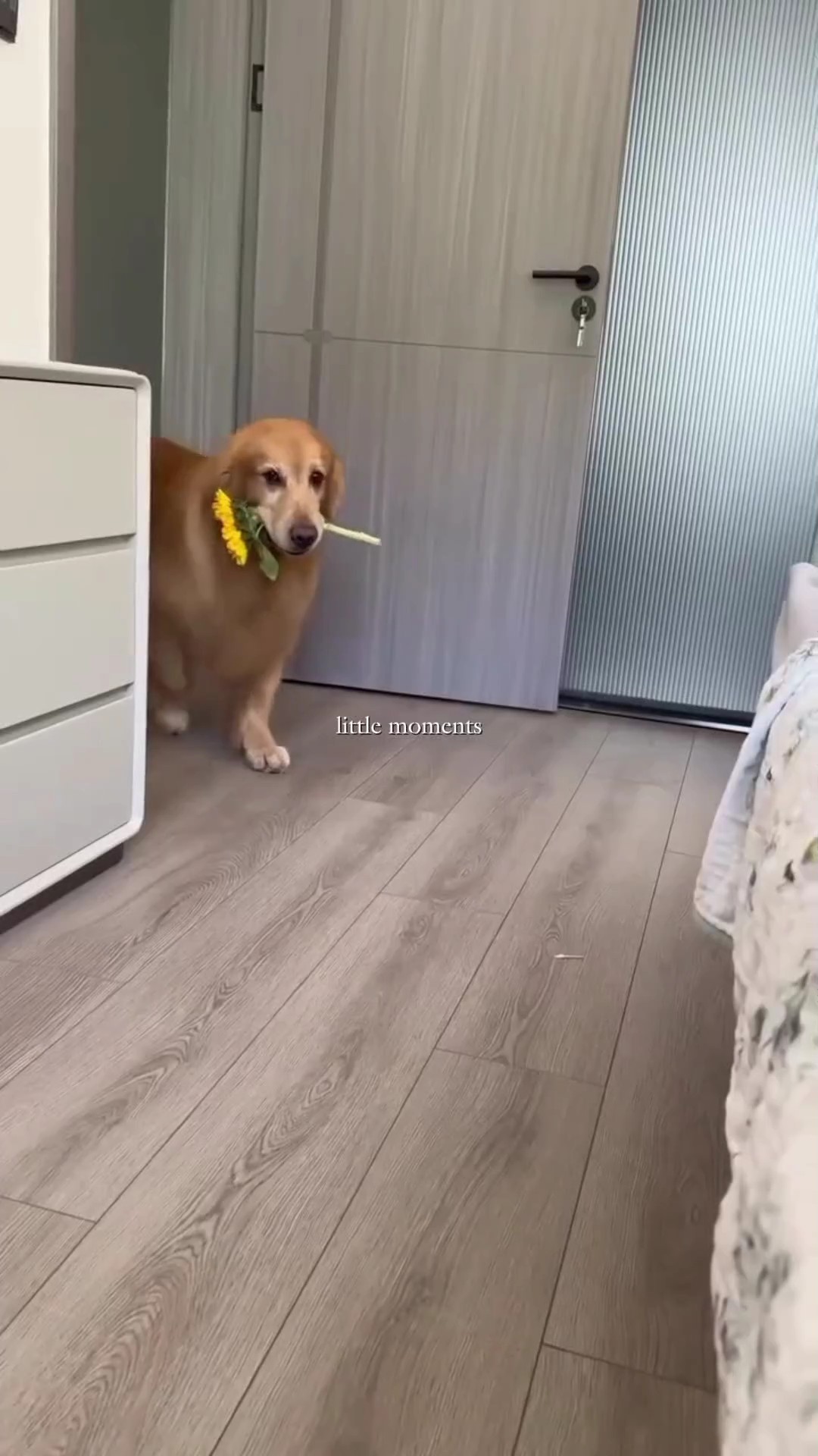 pet: little moments