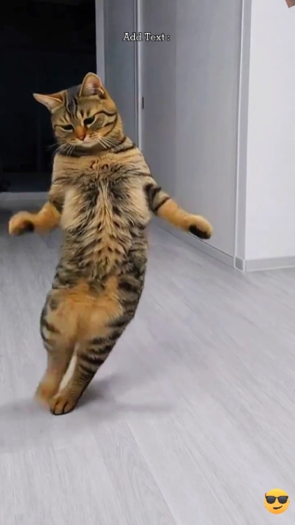 Kucing lucu... 