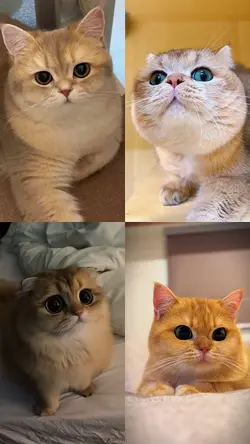cat photo collage