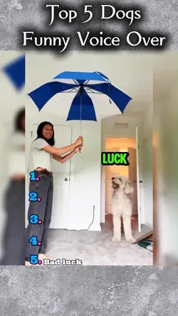 Funny Dogs Voice ovr