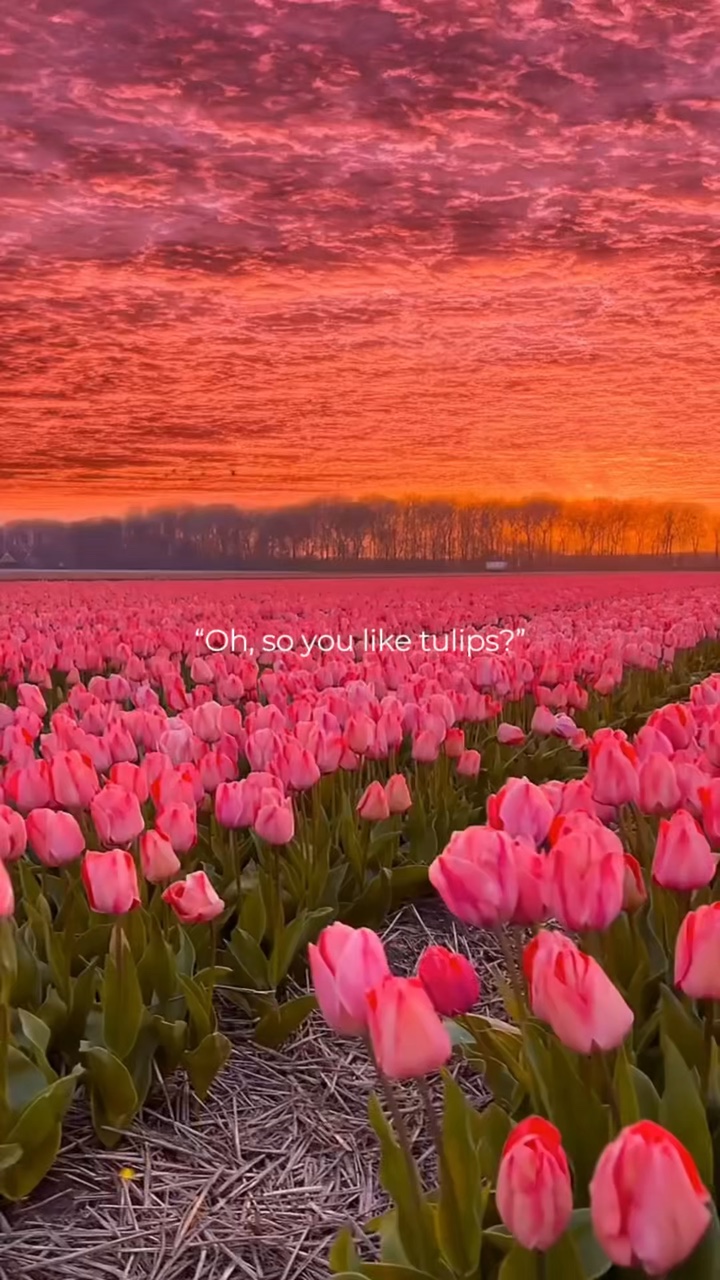 so you like tulips🌷