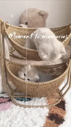 My cat moment