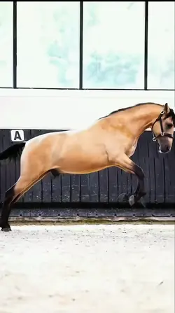 Buckskin bucking